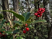 86 Bacche rosse di Agrifoglio (Ilex aquifolium) 